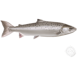 atlantic salmon